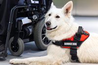 A white service dog at the job beside a wheelchair.